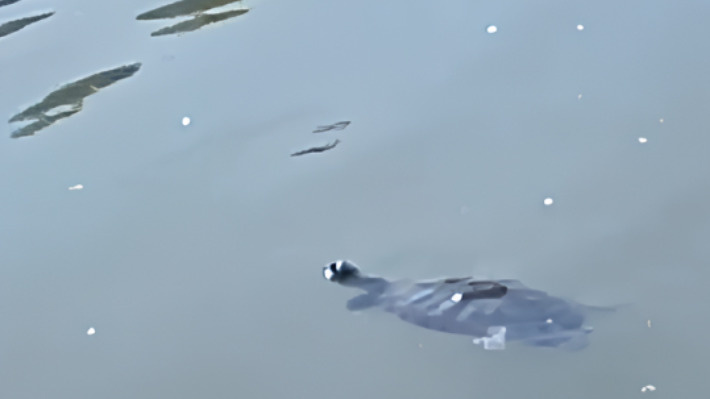 «Не выживет к зиме»: в озере в парке в Кольцово заметили черепаху — видео