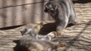 Манулы устроили драку в песке — забавное видео из Новосибирского зоопарка