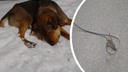 Под Балахной волонтеры спасли пса с железной петлей на шее