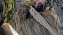 Ленивцу Эмилю исполнился год — Новосибирский зоопарк показал фото медлительного и милого зверька