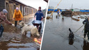 «Собаки могут пострадать»: под Архангельском затопило приют для животных