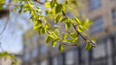 На деревьях распустилась весенняя листва — показываем фото из центра Новосибирска