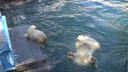 Белые медвежата с мамой устроили показательные прыжки в воду с высоты — забавное видео из Новосибирского зоопарка