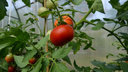 Пасынкуем правильно: как формировать помидоры в теплице и чем поможет борная кислота в получении богатого урожая