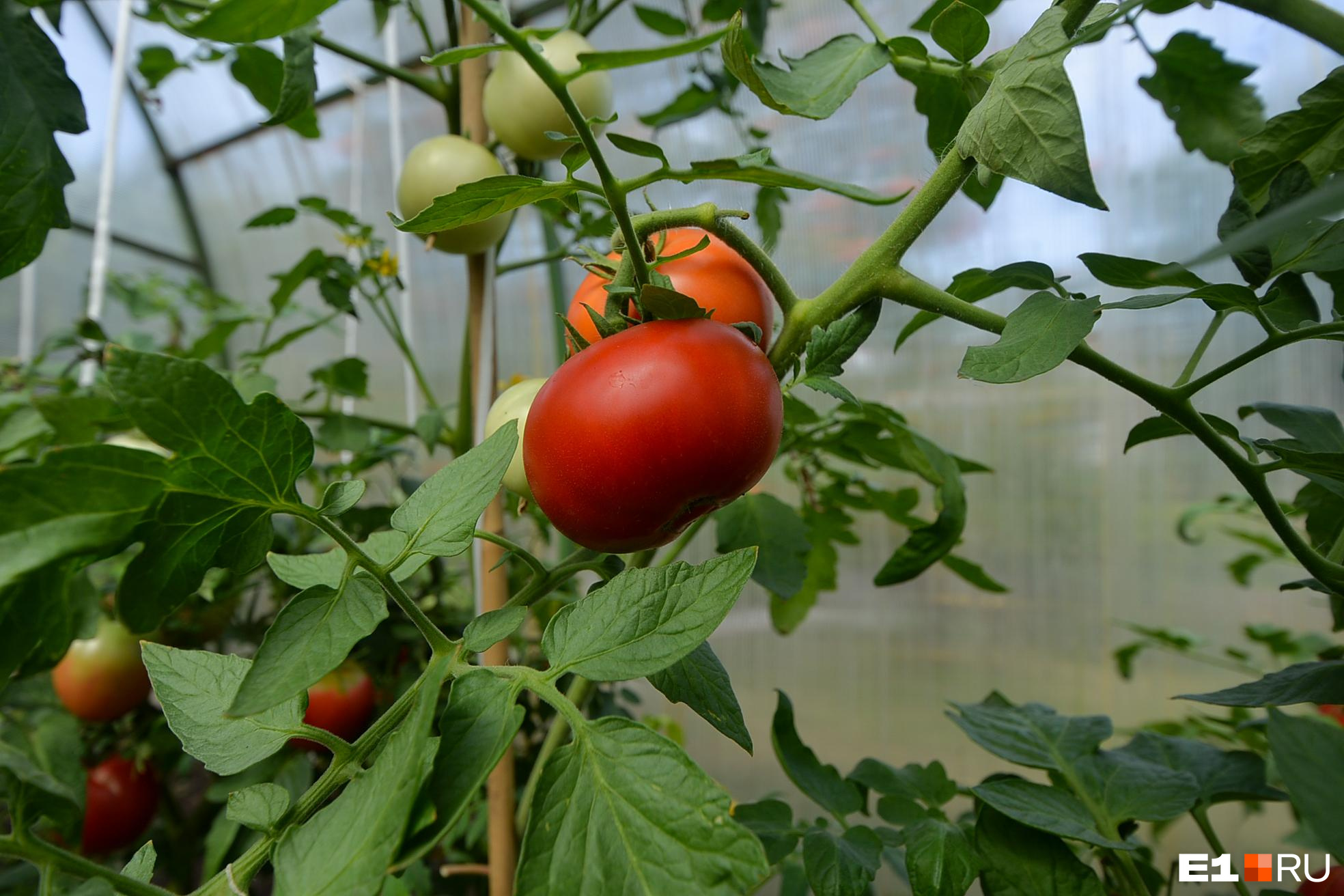 Почему скручиваются листья у помидоров. Как бороться с вершинной гнилью втеплице - 3 августа 2023 - v1.ru