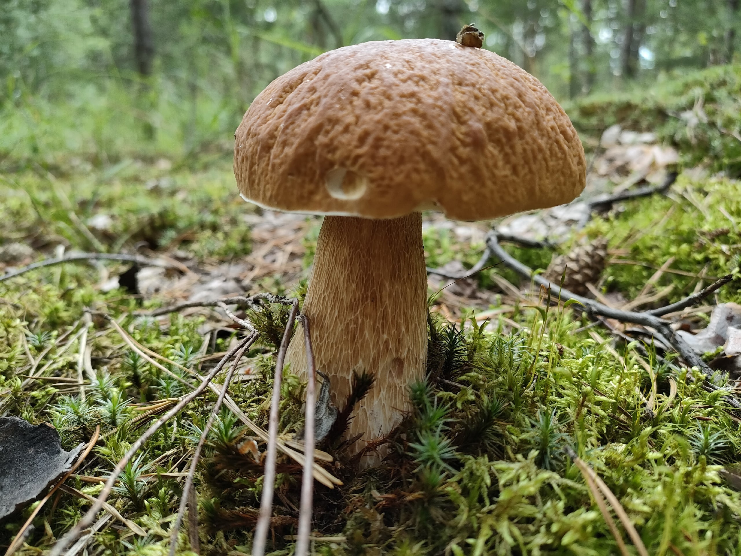 Вероятно, много грибов можно собрать из-за прошедших накануне дождей