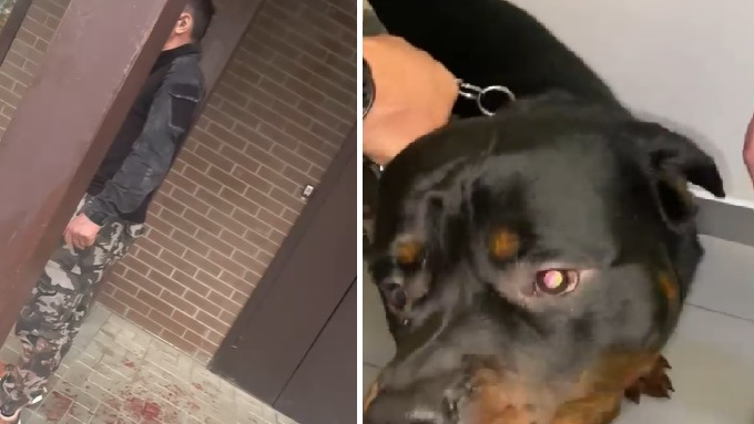 Покалечен Зевс: жители нового ЖК ополчились на жесткого соседа — его собаку увезли к ветеринару с ножевым ранением