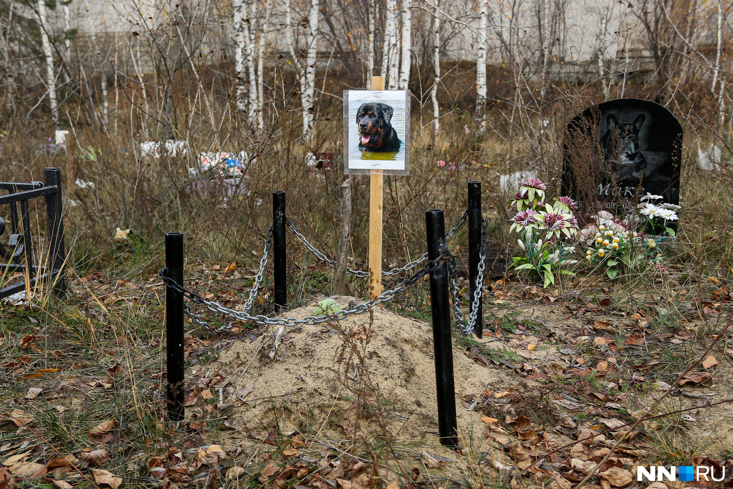 Есть ли в Нижнем Новгороде кладбище домашних животных: как правильно  хоронить домашних животных - 6 ноября 2023 - nn.ru