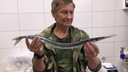 В Белом море поймали необычную рыбу с «клювом птеродактиля»: что это за вид