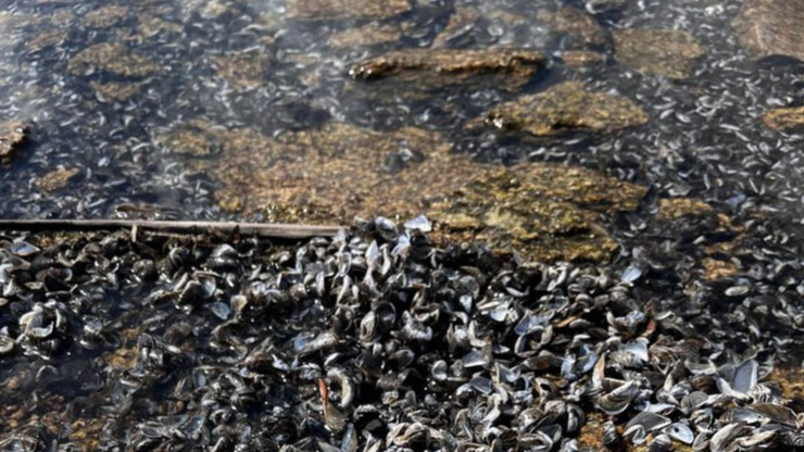 В Минэкологии назвали причину массового мора моллюсков в Шершневском водохранилище
