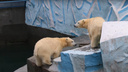 Белые медведицы подрались в Новосибирском зоопарке — причиной стала игрушечная лейка