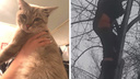 Полезла за котом и застряла: спасатели сняли женщину с дерева на глазах у толпы жителей