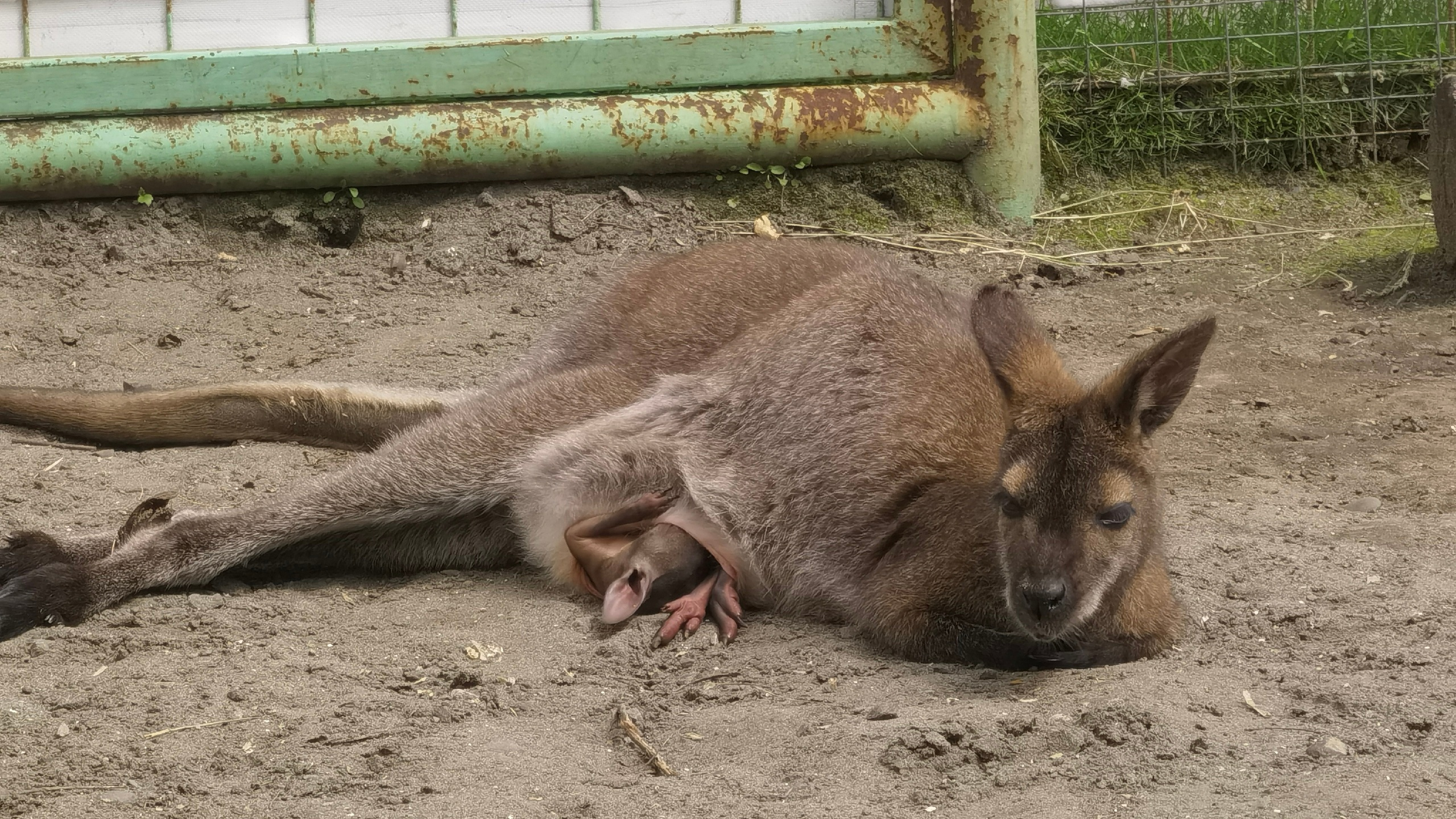 Чаще выглядывает из маминой сумки: кенгуренок в барнаульском зоопарке показался посетителям — милые фото