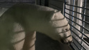 Сотрудники нацпарка «Русская Арктика» сняли на видео встречу с белыми медведями