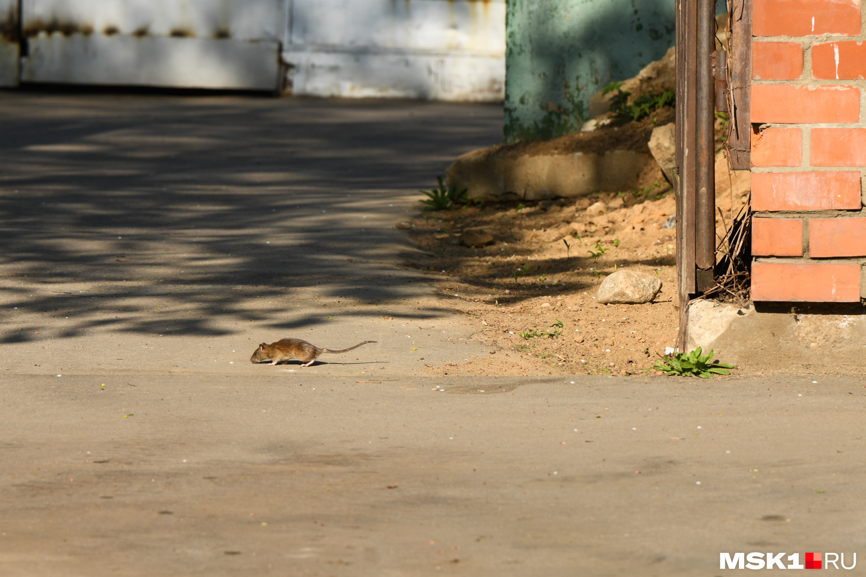 На улочках района Сокол чувствуют себя спокойно даже крысы