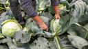 Когда собирать капусту и тыкву: главные правила хранения долгожданного урожая