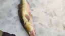 Помогали соседние рыбаки: рыбак поймал на Новосибирском водохранилище судака на 8 килограммов