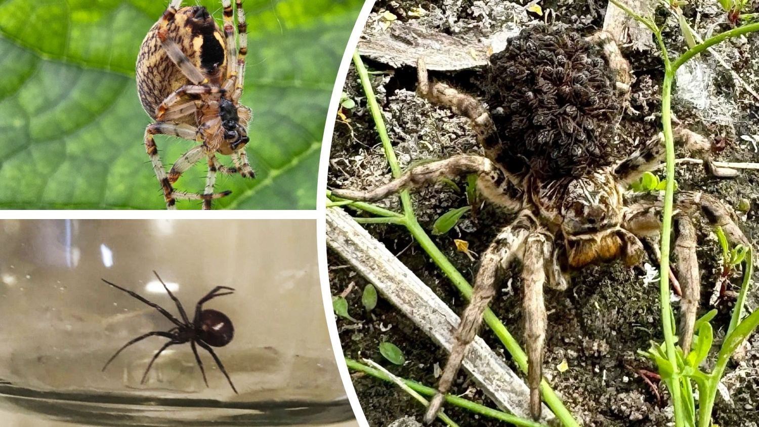 «Если каракурт укусил, то нужно помирать»: какие опасные для человека пауки водятся в Челябинской области