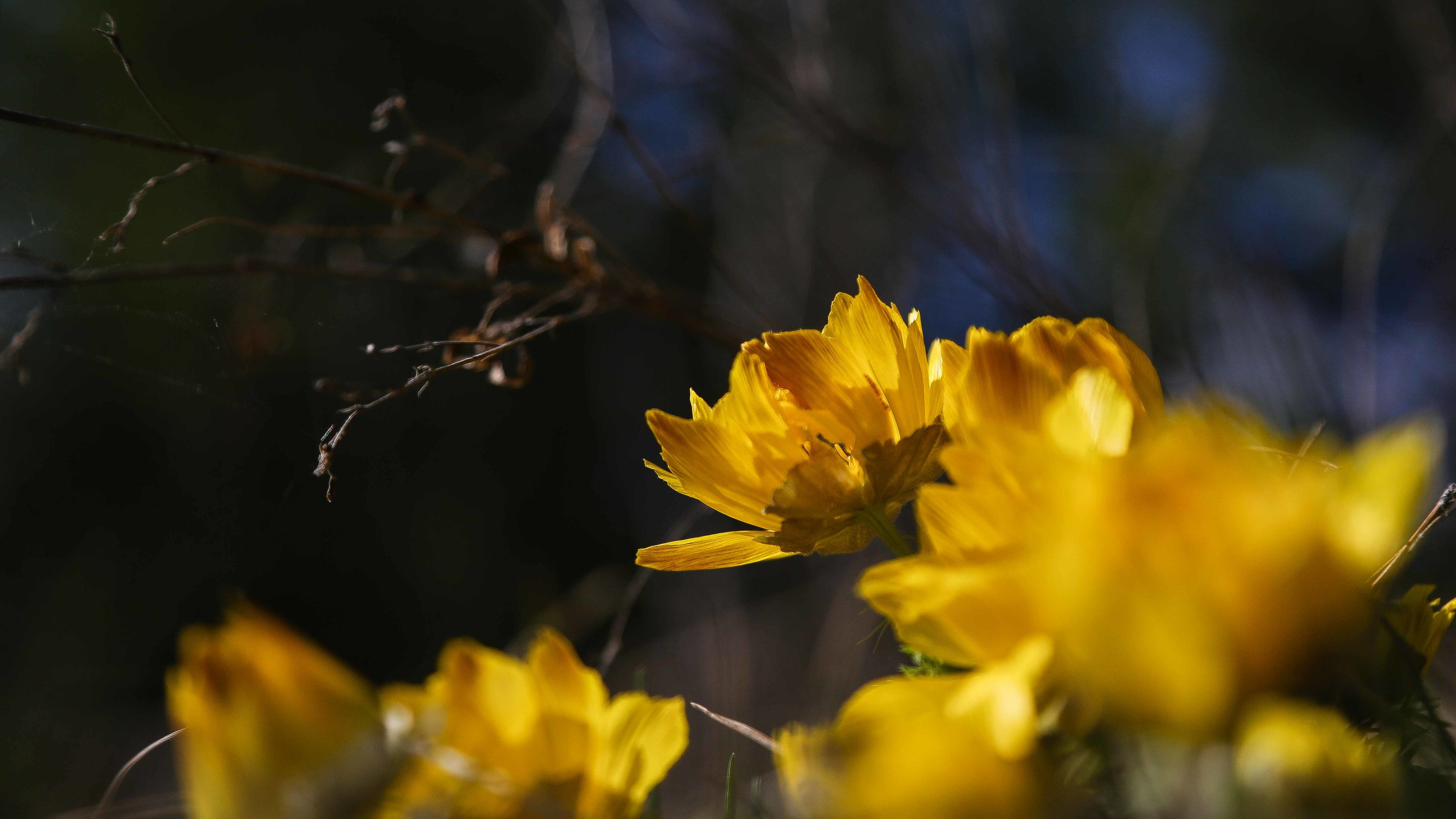 Гори, цвети: любуемся ярко-желтым адонисом, который распустился в омском лесу