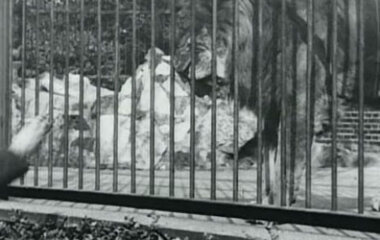 Кадр из фильма «Лев, Лондонский зоологический сад» 1896 года