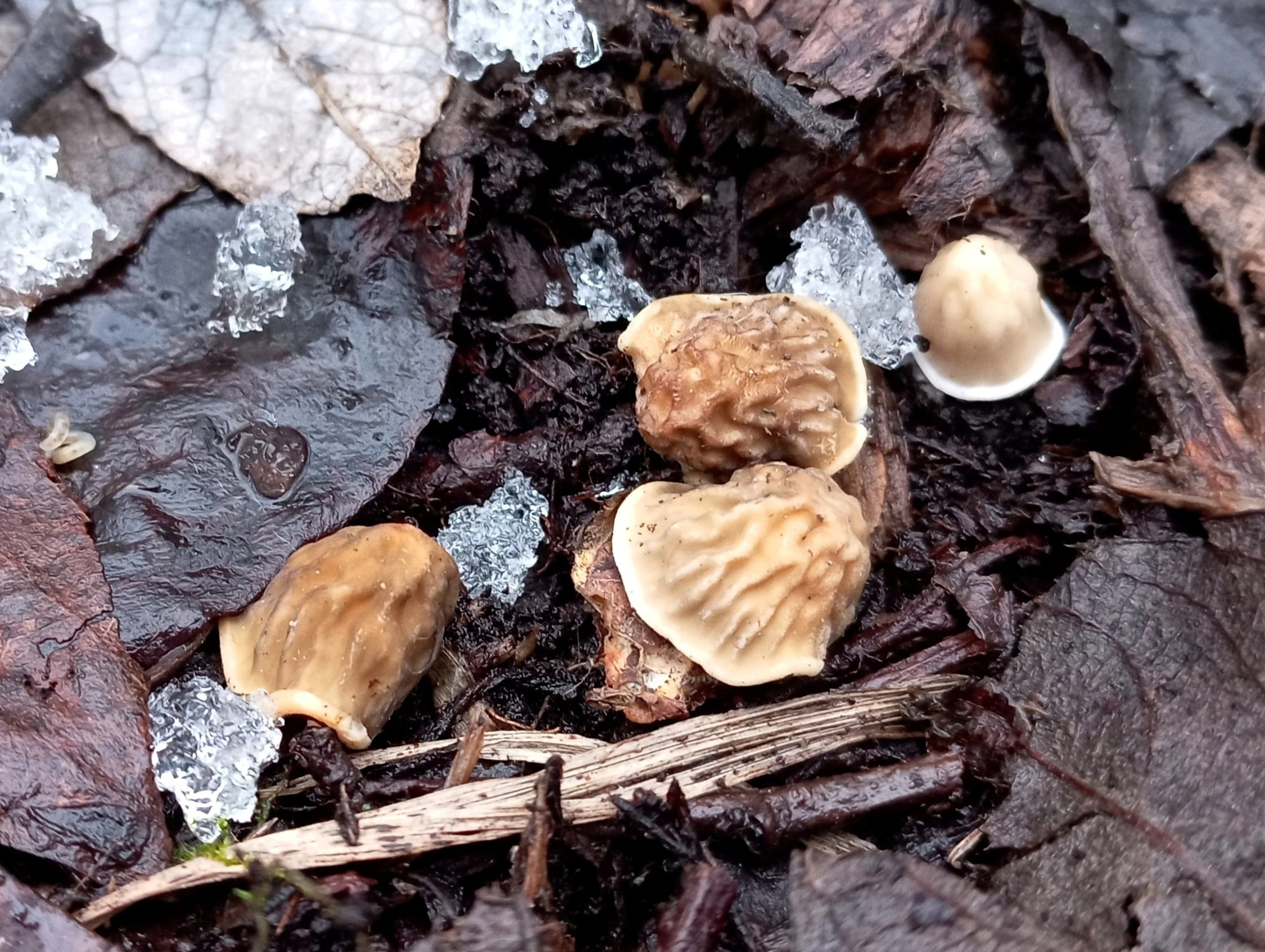Съедобные грибы уже собирают в лесах под Петербургом