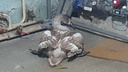 В Кургане спасатели помогли лебедю, но что делать с ним дальше — непонятно