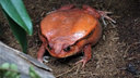 «Певучая» лягушка-помидор. В Приморском океанариуме появился новый житель