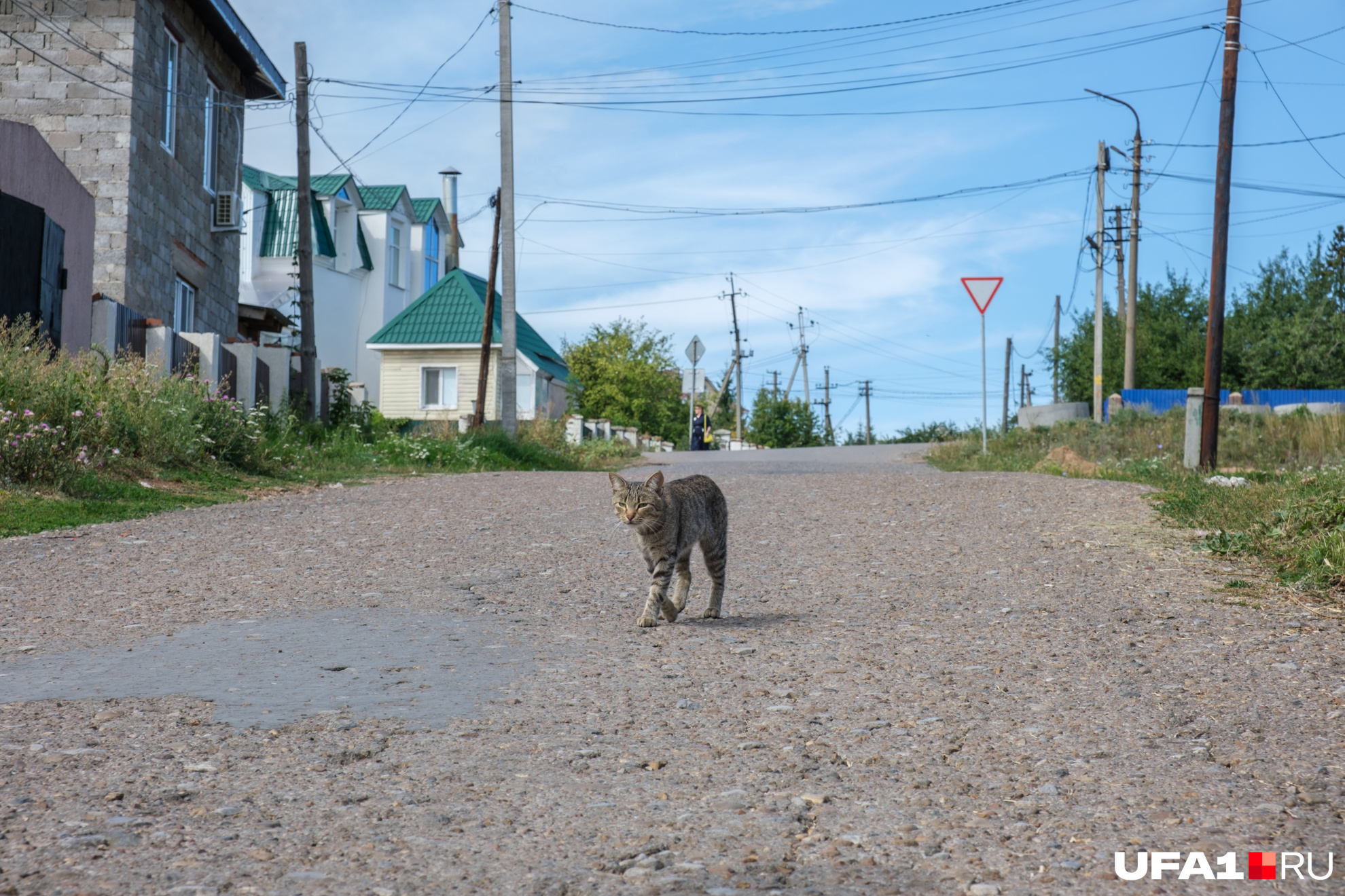 Котик прогуливается по родным улицам