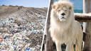«Биологический отход»: умершего в ярославском зоопарке льва кремировали на свалке