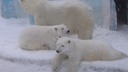 «Чистят шубки»: белые медвежата показали, как умываться в снегу — милое видео из Новосибирского зоопарка