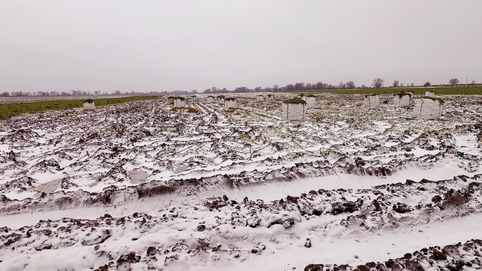 «Начнут их оголтело скупать»: под Волгоградом тонны урожая сгнили в полях из-за проблем с уборкой