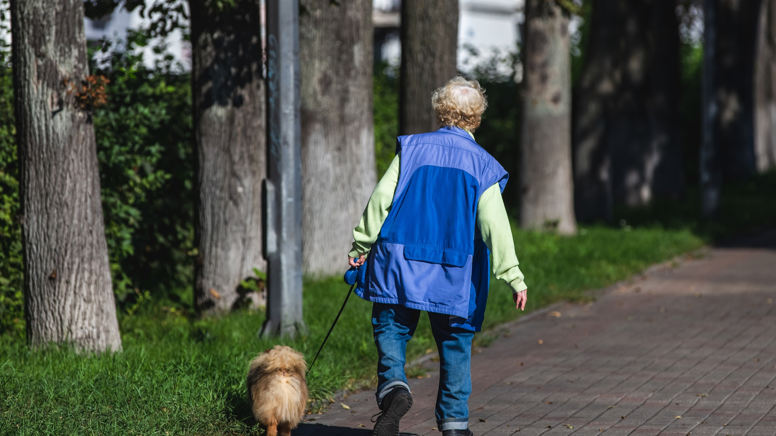 Ярославцев будут штрафовать за неправильный выгул собак: законопроект внесен в думу