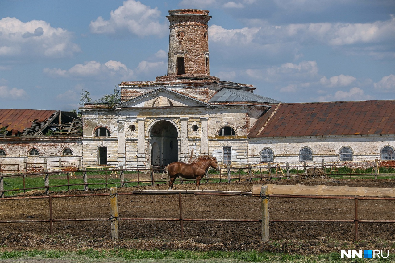 «Воевали до потери пульса». Как старейший конный завод России в Нижегородской области возрождается после краха — репортаж