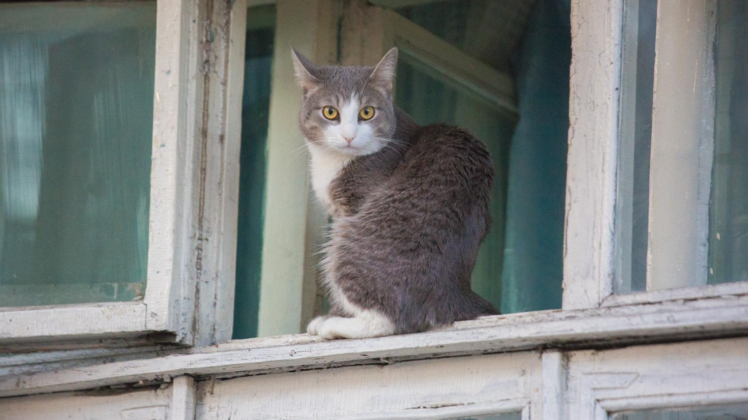 «Им без разницы, откуда прыгать»: ветеринар — о падении кошек из окна и стоимости их лечения