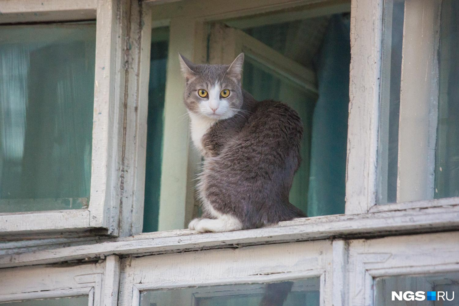 «Им без разницы, откуда прыгать»: ветеринар — о падении кошек из окна и стоимости их лечения