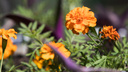 Как сеять бархатцы, чтобы цветы быстро взошли — видеоинструкция от новосибирского агронома