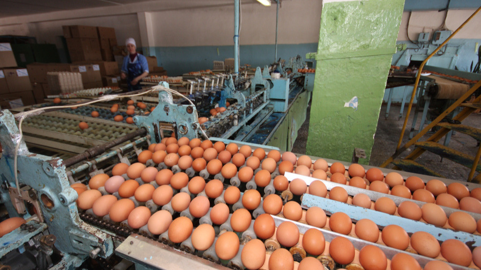 Не простые, а золотые: средняя цена десятка яиц в Башкирии в ноябре превысила отметку в 100 рублей
