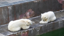 Грациозно и забавно: белые медведицы показали, как прыгают в бассейн, — видео с сальто назад