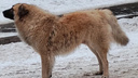 Бродячие собаки кошмарят жителей Суворовского, конфликт с защитниками животных дошел до угроз