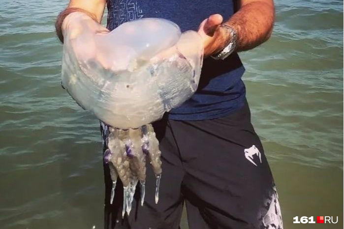 Туристы с удовольствием фотографируются с медузами