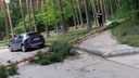 На детскую площадку в Академгородке упала огромная сосна: видео