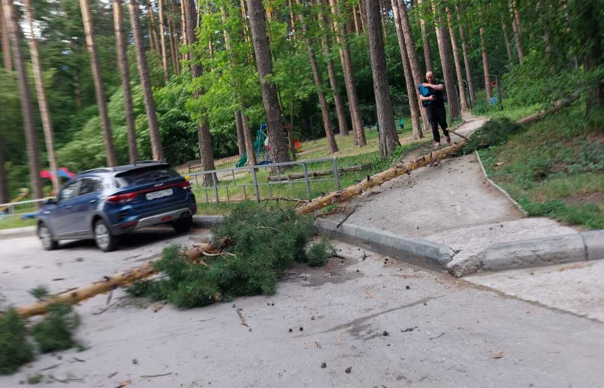 На детскую площадку в Академгородке упала огромная сосна: видео