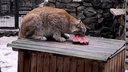 Не смогли устоять: в новосибирском зоопарке устроили показательное кормление рысей — смотрим видео