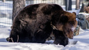 Теперь будут отъедаться: бурые медведи вышли из четырехмесячной спячки в зоопарке Новосибирска