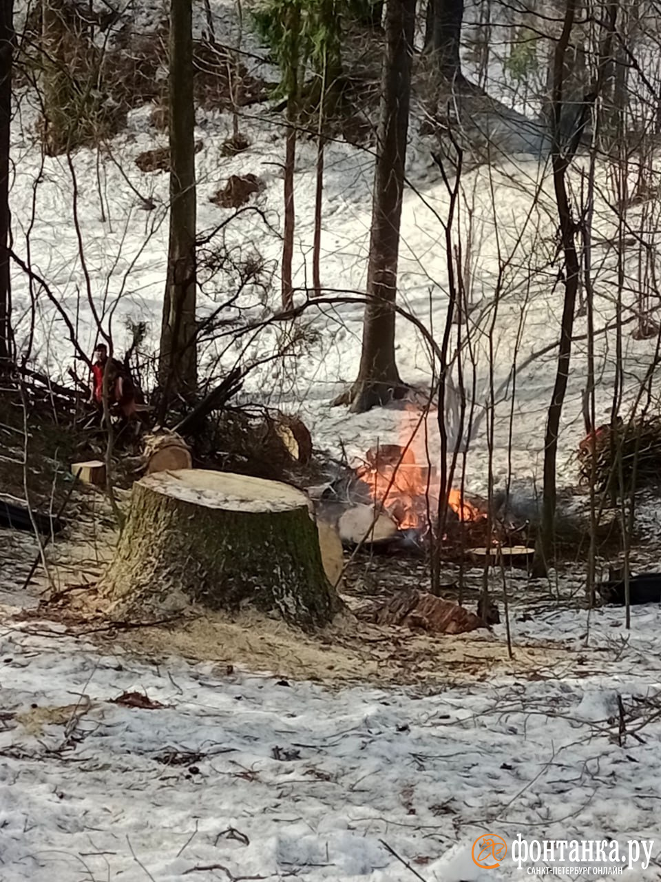 Вырубка деревьев и кострище «среди вековых елей» в Шуваловском парке насторожили петербуржцев