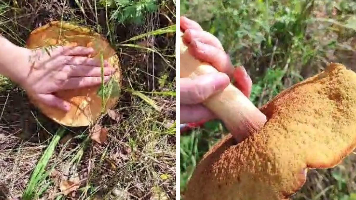 «Больше ладони»: сибирячка нашла на даче гигантский гриб. Съедобный ли он?
