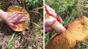 «Больше ладони»: сибирячка нашла на даче гигантский гриб. Съедобный ли он?