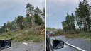 «Снес мощный смерч»: трассу в Ярославской области завалило упавшими соснами. Видео