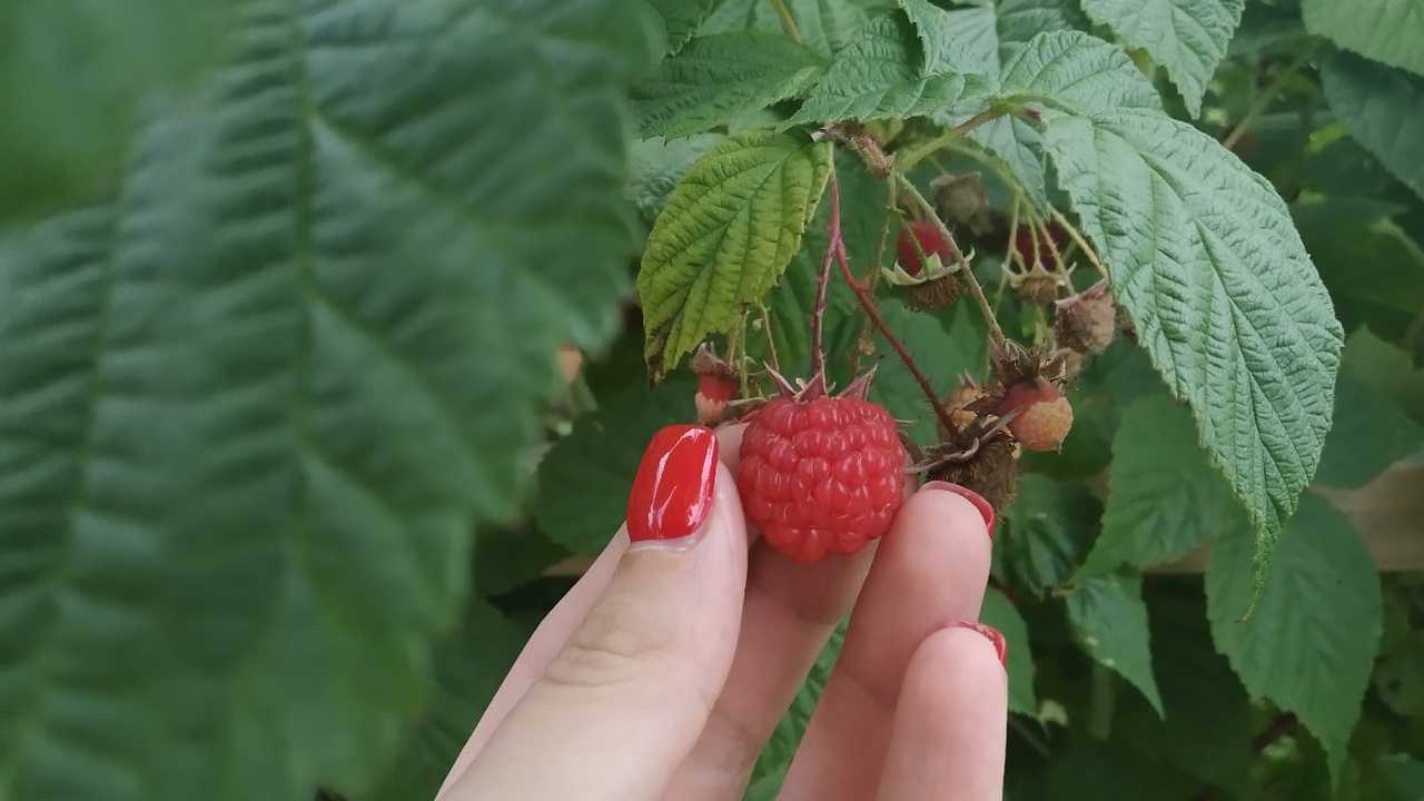 «Лето нынче малиновое»: опытная огородница рассказала, как дела с урожаем в Красноярске и чего уродилось больше