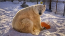 В Большереченском зоопарке погибла белая медведица Забава